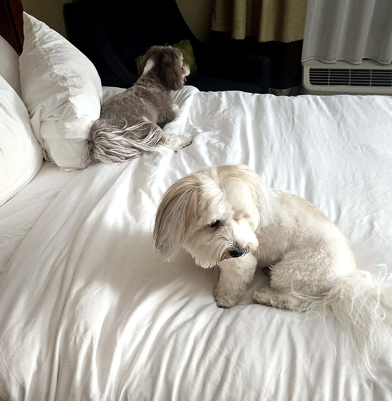 Alfie and Ernie resting together on a hotel bed.