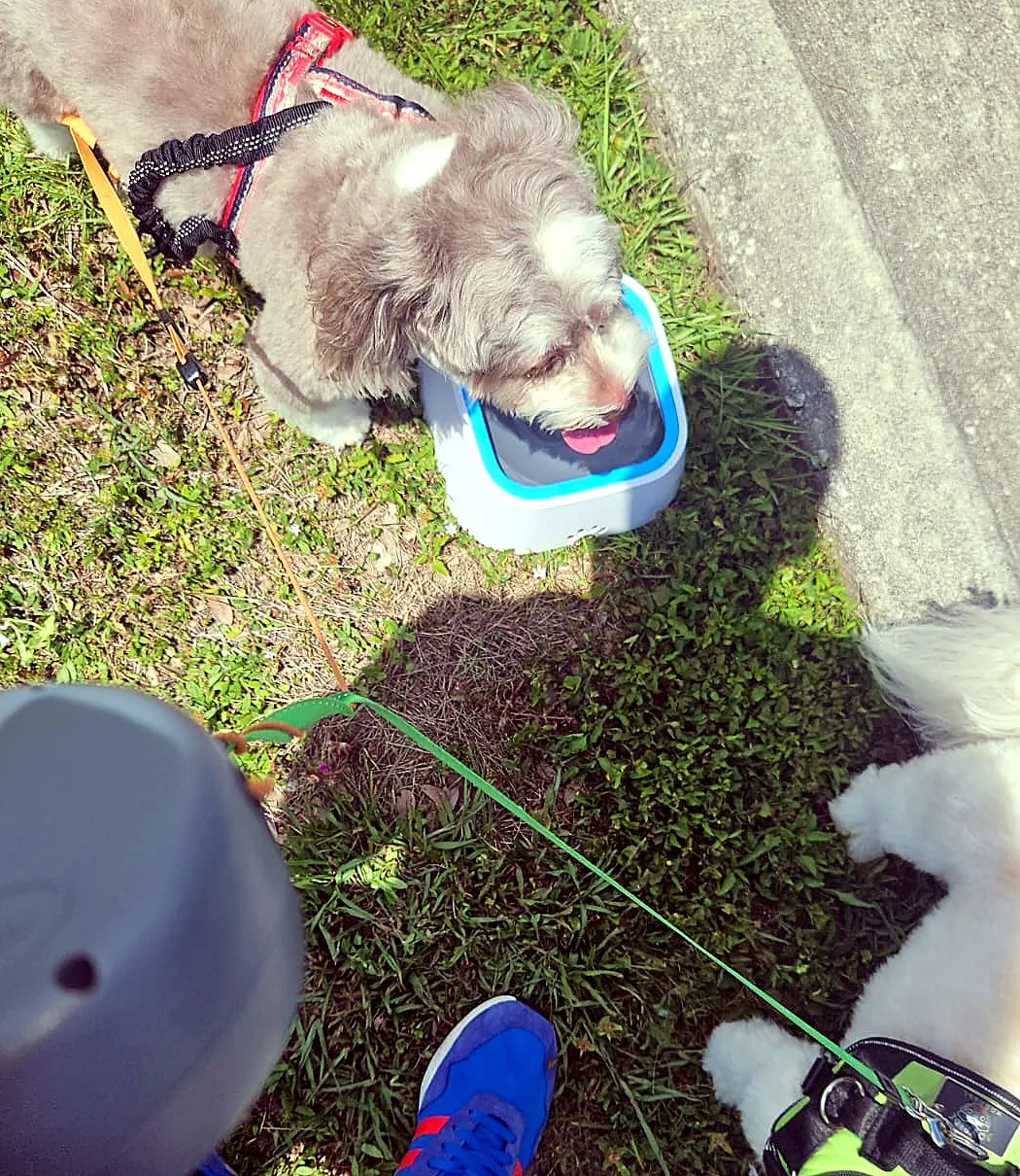 Alfie drinking water during a rest stop on the journey from Florida to Vermont.