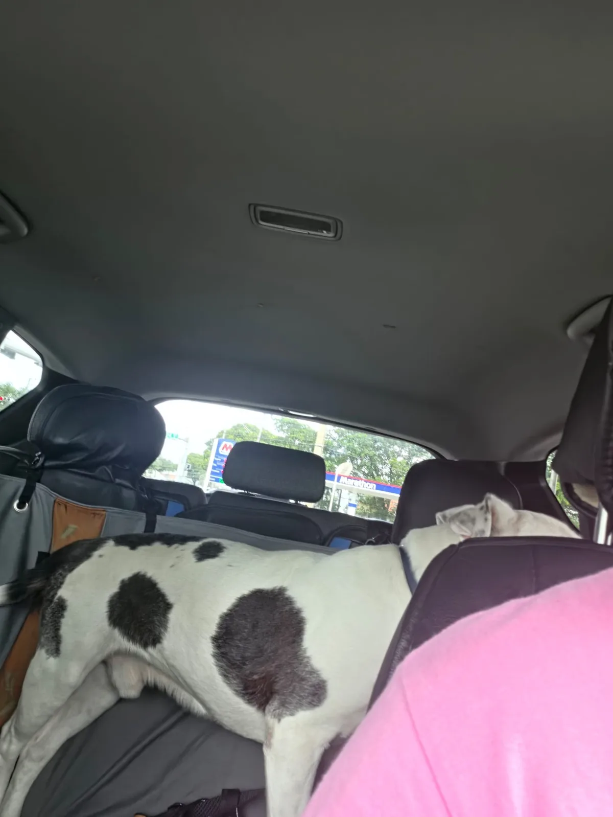Biggie riding on the back seat of the vehicle
