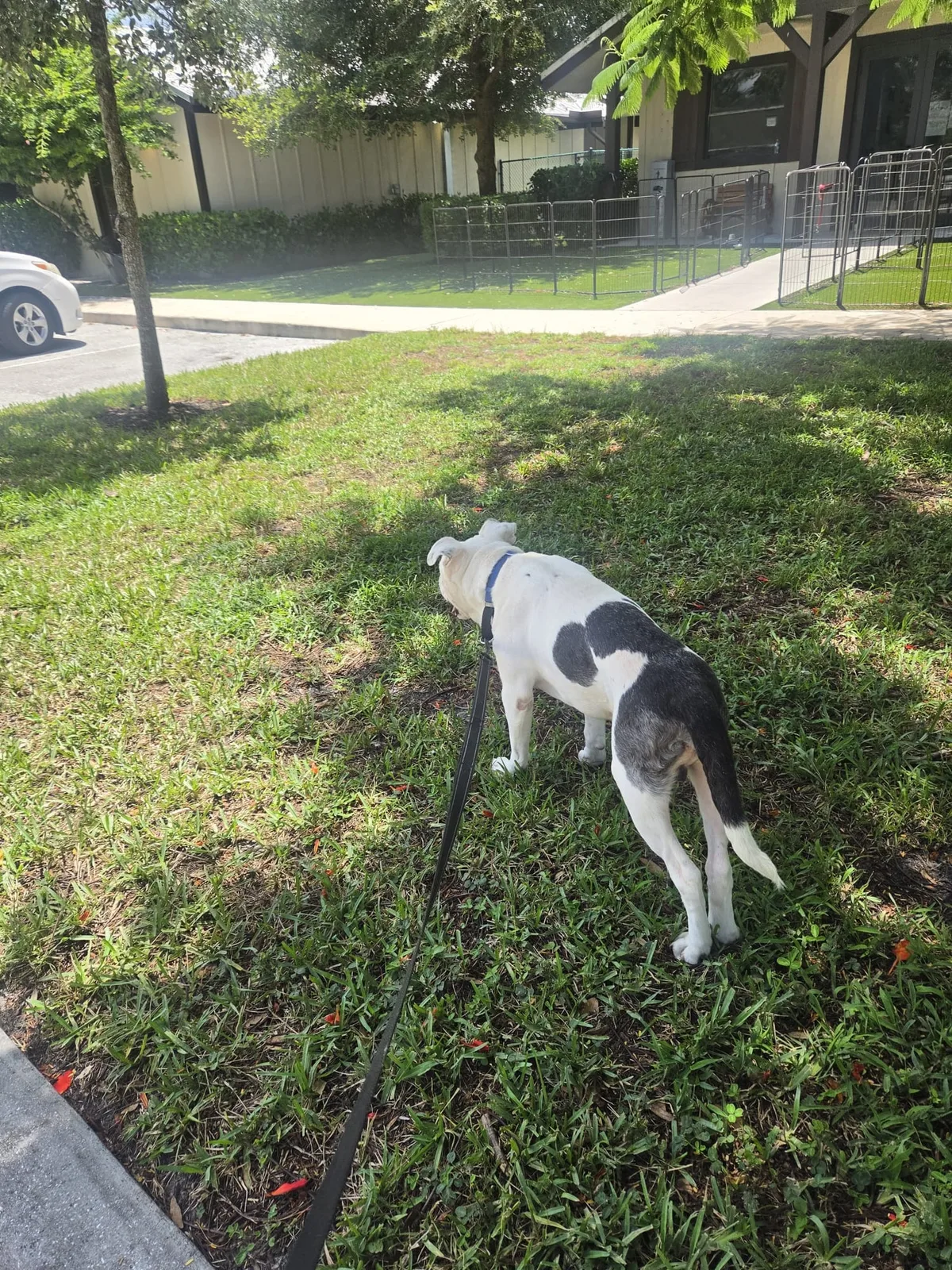 Biggie outside on a leash on the grass during a stop