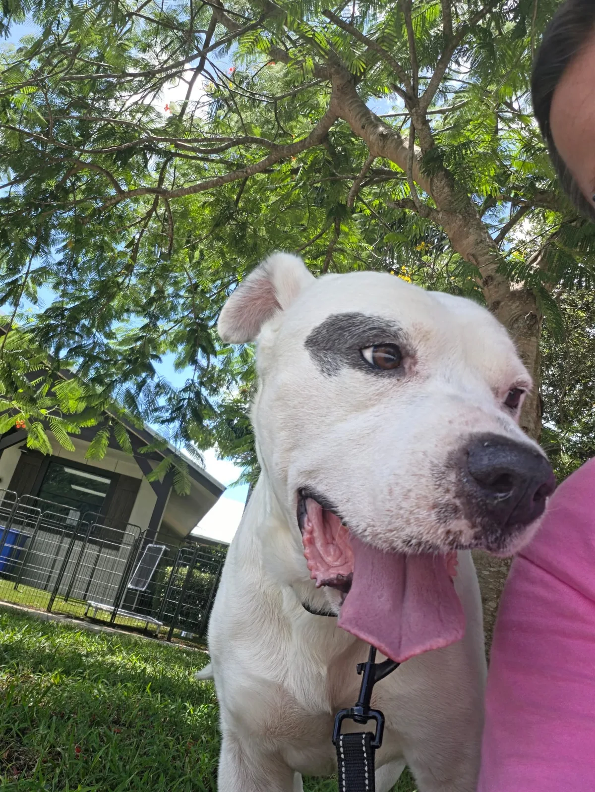 Biggie outside on a leash, looking up at the camera