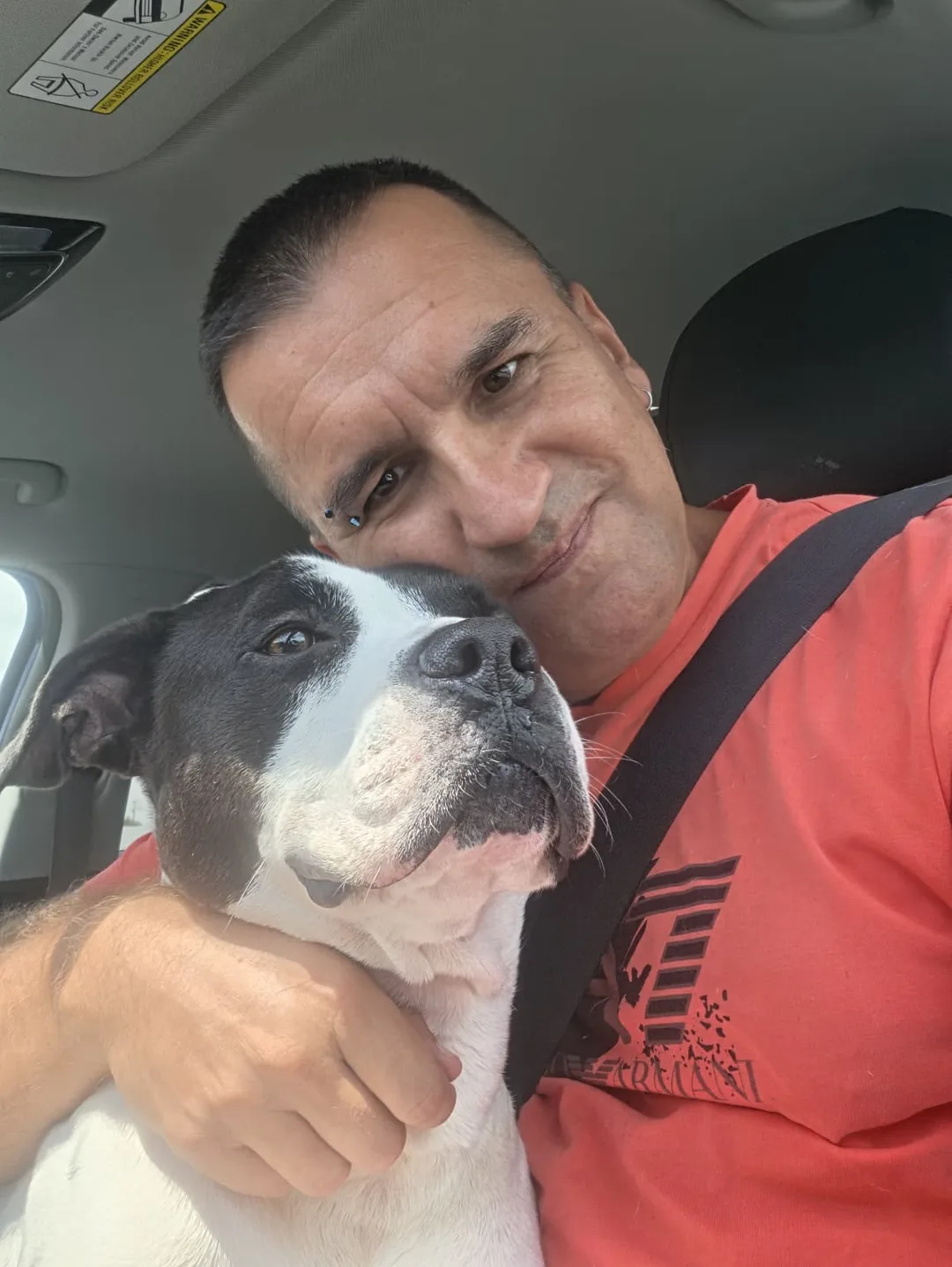 Cedric, a black-and-white Pit Bull, posing with his transporter in the car