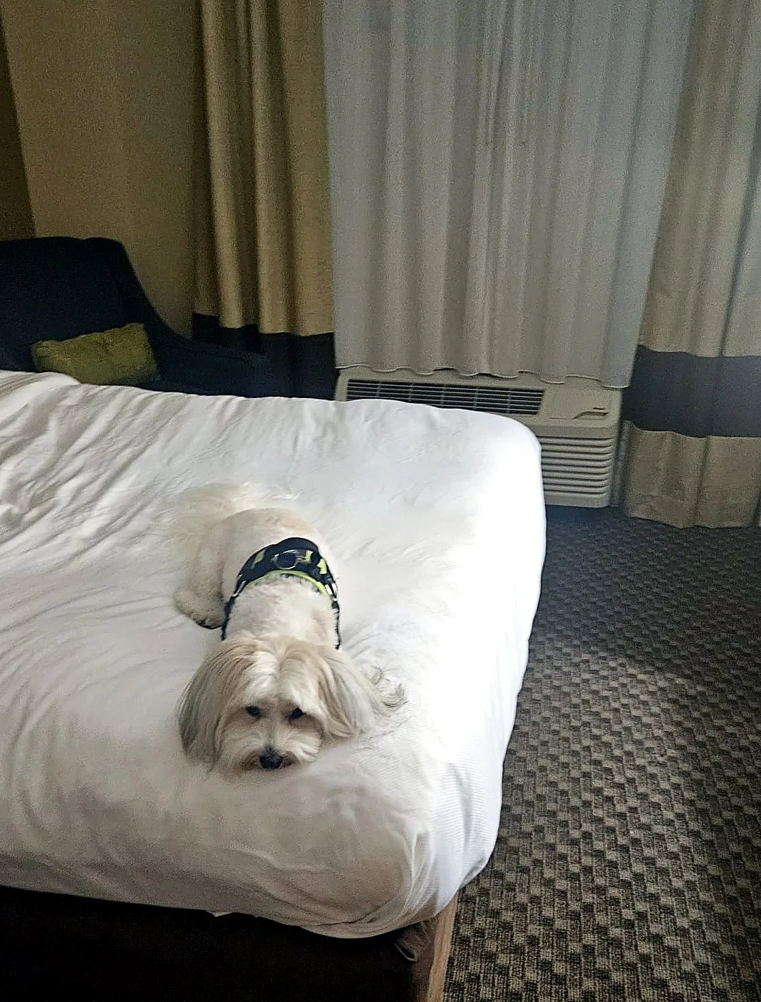 Ernie resting on a hotel bed during an overnight stop.