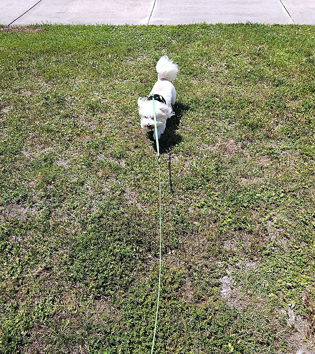 Ernie walking on grass during a travel break.