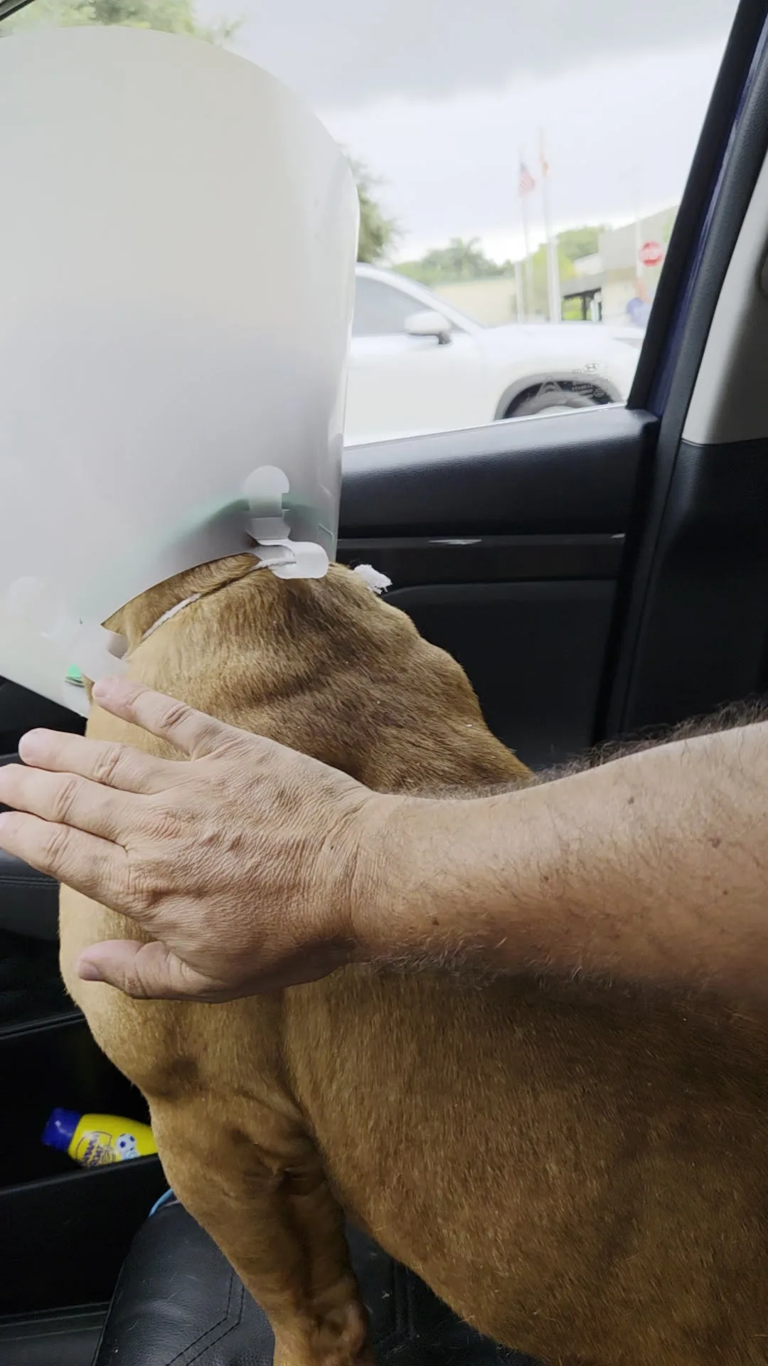 Hooch being comforted during his transport journey