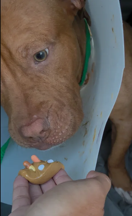 Hooch receiving medication during his journey