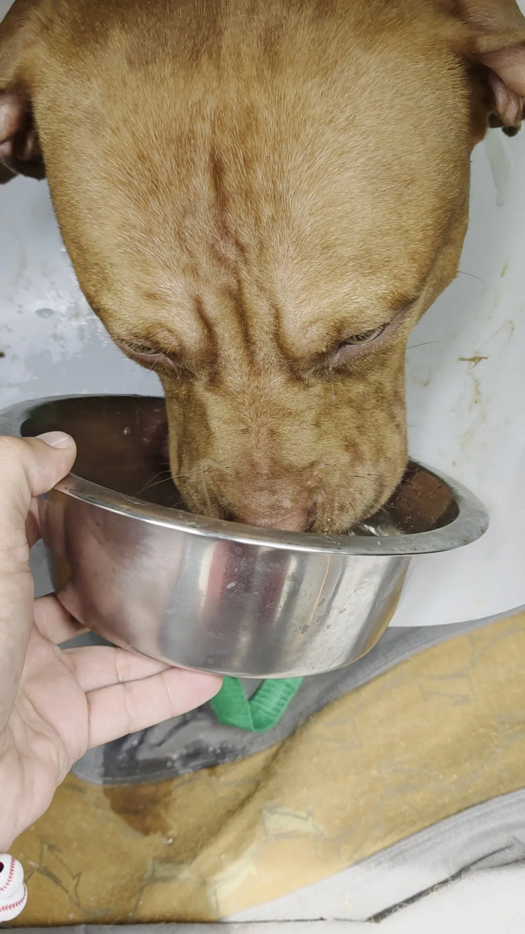 Hooch drinking water during a travel stop