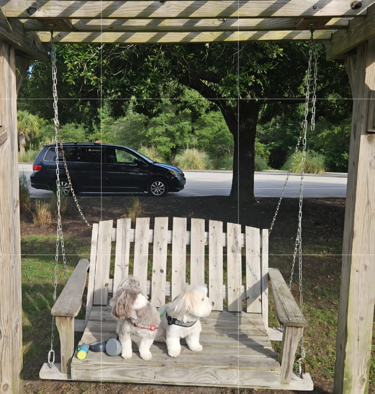 Alfie and Ernie during their dog transport journey from Fort Lauderdale to Woodstock, Vermont