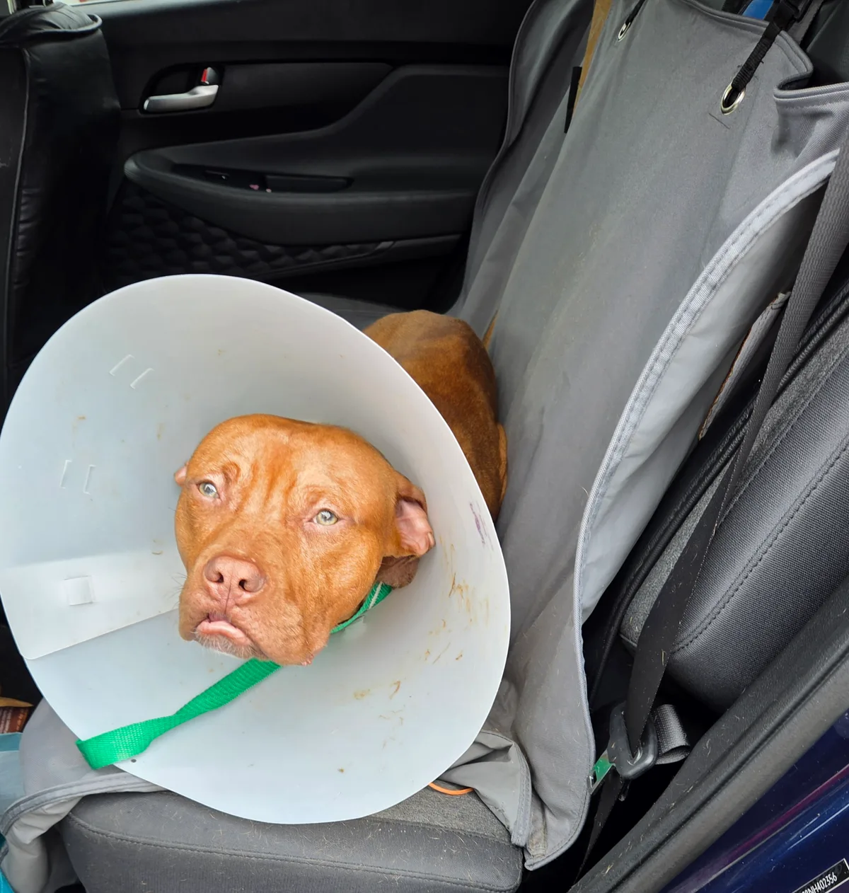 Hooch during his dog transport journey from Fort Lauderdale to New Hope, Pennsylvania